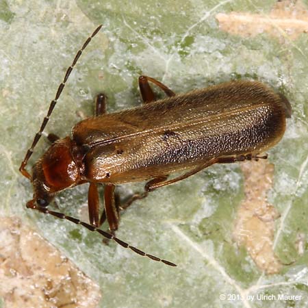 Absidia rufotestacea