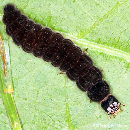 Cantharis sp. - Larve