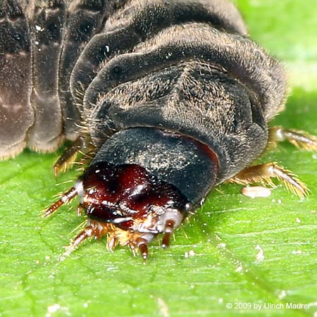 Cantharis sp. - Larve