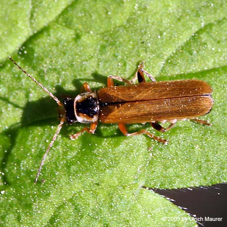 Cantharis decipiens