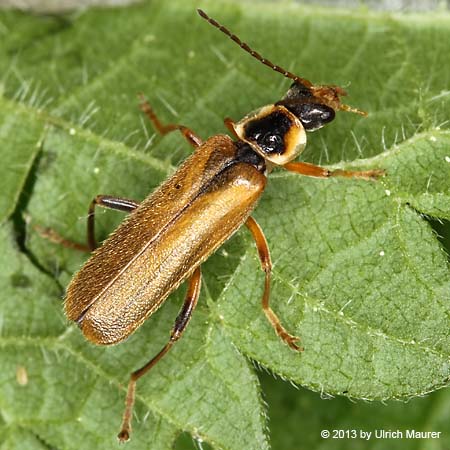 Cantharis decipiens