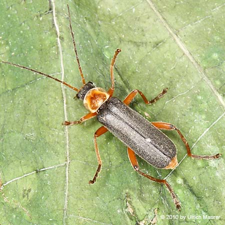 Graugelber Weichkäfer