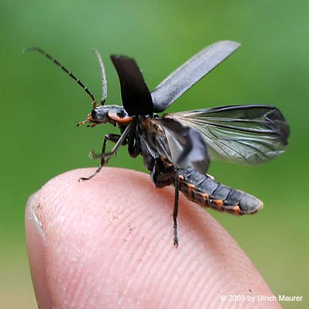 Dunkler Fliegenkäfer