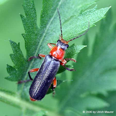 Cantharis pellucida