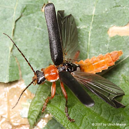 Cantharis pellucida