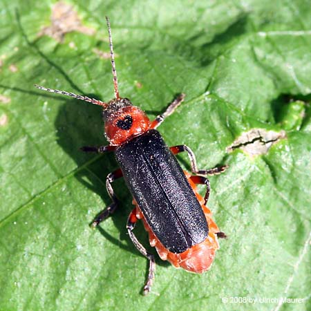 Cantharis rustica