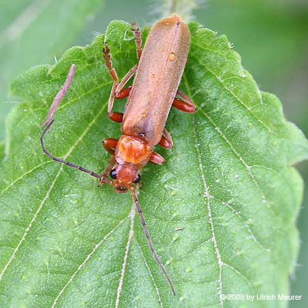 Cantharis sp.