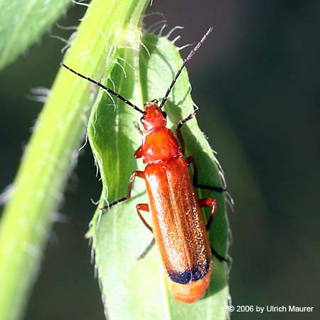 Brauner Weichkäfer