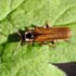 Cantharis decipiens