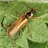 Cantharis decipiens