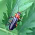 Cantharis pellucida