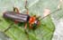 Cantharis pellucida