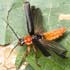 Cantharis pellucida