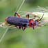 Cantharis rustica