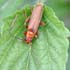 Cantharis sp.