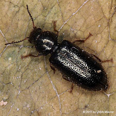 Aplocnemus nigricornis