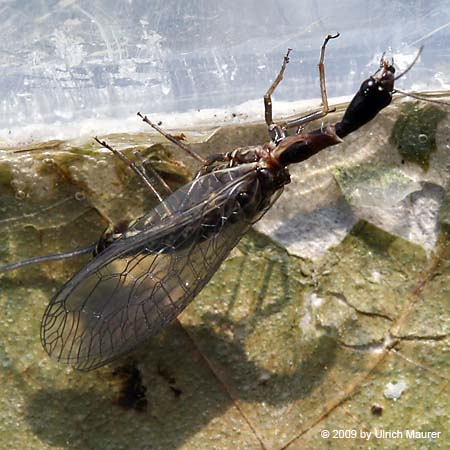 Ecdyonurus insignis