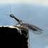 Raphidiidae sp.