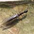 Raphidiidae sp.