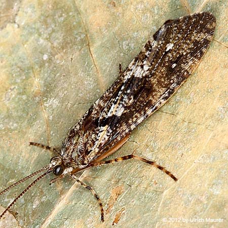 Agrypnia varia