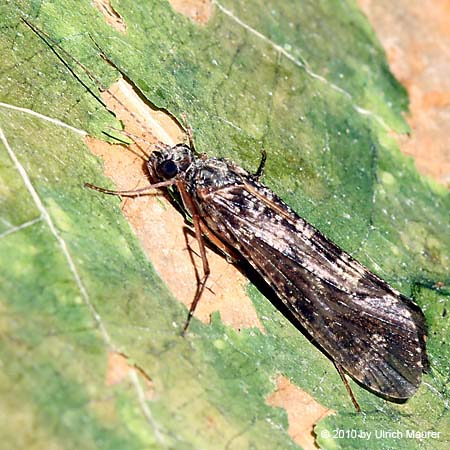 Hydropsyche siltalai