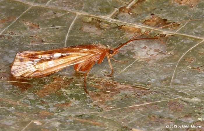 Limnephilus lunatus