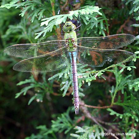Große Königslibelle