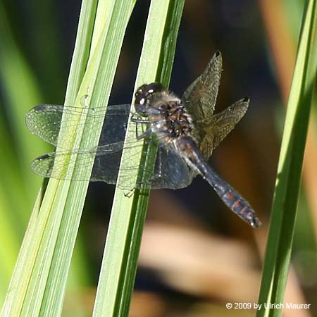 Schwarze Heidelibelle