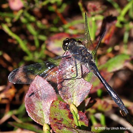 Schwarze Heidelibelle