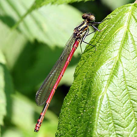 Frühe Adonislibelle