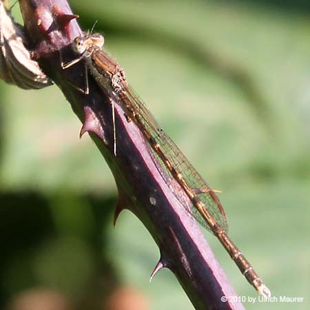 Gemeine Winterlibelle