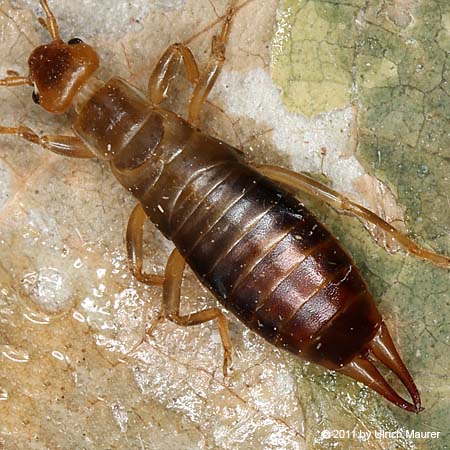 Waldohrwurm
