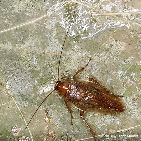 Bernstein-Waldschabe