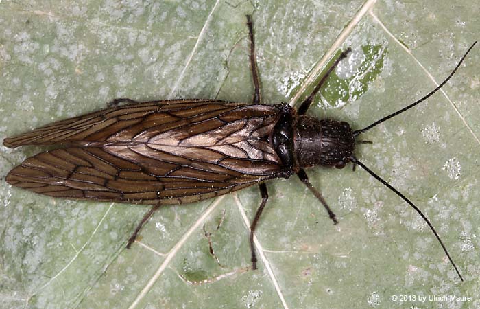 Sialis lutaria - Weibchen