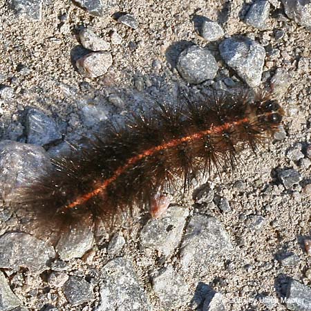 Breitflügeliger Fleckleibbär - Raupe