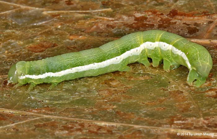 Gothica-Kätzcheneule - Raupe