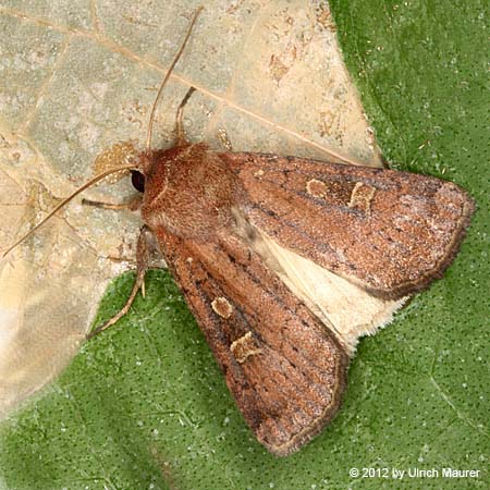 Braune Spätsommer-Bodeneule