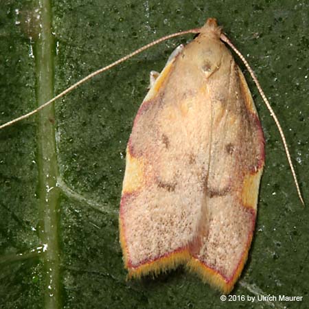 Carcina quercana