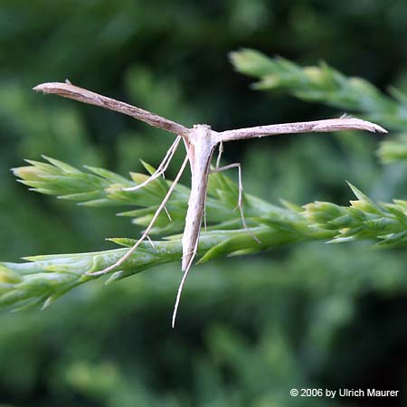 Emmelina monodactyla