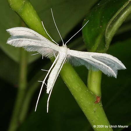 Pterophorus pentadactyla