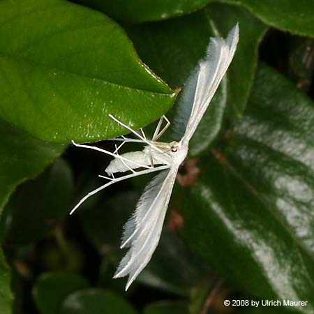 Pterophorus pentadactyla