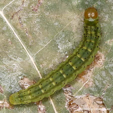 Depressaria radiella