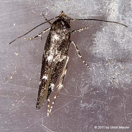 Mompha sturnipenella