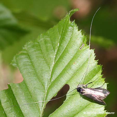 Adela reaumurella