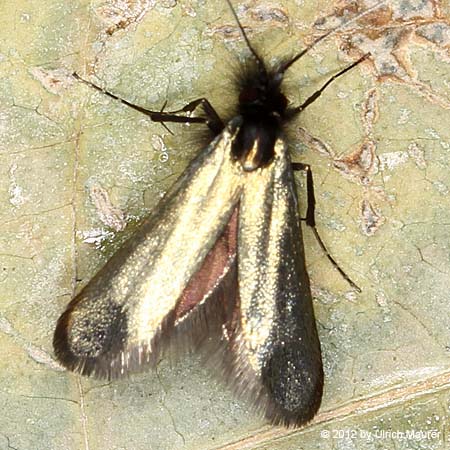 Adela reaumurella