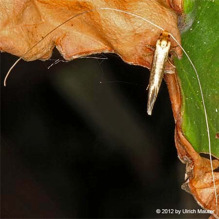 Nematopogon adansoniella