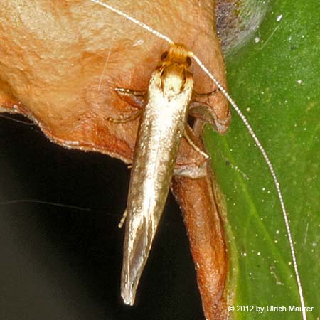 Nematopogon adansoniella