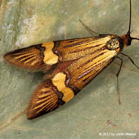 Nemophora degeerella