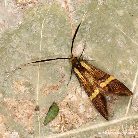 Nemophora degeerella