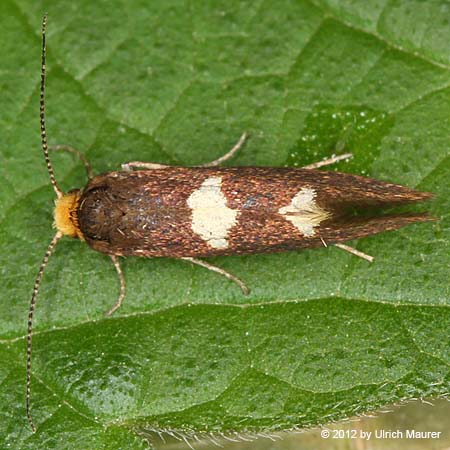 Incurvaria masculella